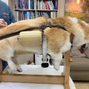 그랜드벳동물병원 이미지