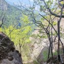 늑대와 여우 이미지