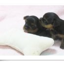 호동이PC 이미지