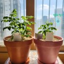 힐스테이트 에코 평촌 | 토마토 화분 키우기, 화분 분갈이 - 후니네 식물원 출장 분갈이 후기👍 - 토마토 언제 열리나 🍅