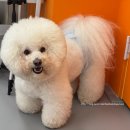 밤밤 애견유치원 이미지