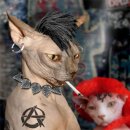 우리개 우리냥이 이미지