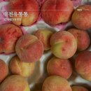 대전 도안동 과일가게 유통통 복숭아 구매, 당도측정결과