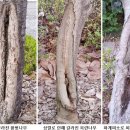 날씨 때문에 나무에 상처가 생긴다···‘피소’와 ‘상렬’ 이미지