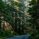 팡팡과일 이미지