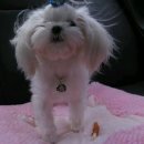 그랑샤리오 이미지