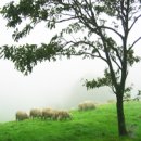 해돋이목장 이미지