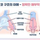 울산중앙의원 | 울산코성형 | 첫 코성형 망설이는 20대, 수술 전 꼭 알아야 할 5가지 | 더에스의원 박성진 원장 해부학...