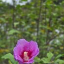 무궁화 | 11월 홍천 여행, 아이와 함께 무궁화수목원 방문 후기