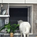 제천그레이스동물병원) 6년차 고양이 스켈링 후기