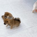 합천 일번지 켄넬 이미지