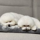 댕댕주방 네이버블로그