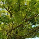 조수초등학교 이미지