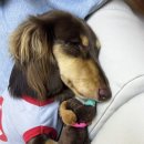 복슬 강아지 이미지