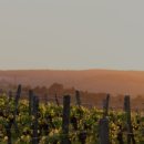 데일리와인 평택점 이미지