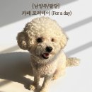 [서울 근교/남양주] 팔당 야간 드라이브 카페 포러데이 팔당 (애견 동반 후기)