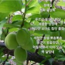 청매실 이미지