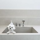 바오그루밍 이미지