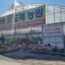 예쁜금송꽃 이미지