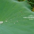 풍호농장 | 강릉여행 스타팜농장 연화마을 연잎밥 계절장아찌 강릉 풍호마을 연꽃축제