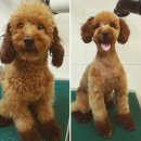 더 도그맘 네이버블로그