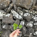 네잎클로버민박 이미지