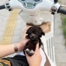 광주강아지분양 고양이분양 24시 데려가개본점 이미지