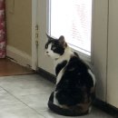 멍이와냥이네 이미지