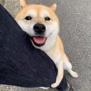 아비투스