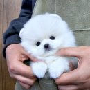 (주)펫펏 요미독강아지 요미캣고양이 동탄점 | 화곡동포메라니안분양 알아보다가 정말 대박인 곳 발견했어요