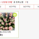 다육식물놀이터