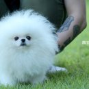 화이트 켄넬 이미지