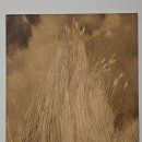 자연의 소리 Ⅱ 이미지