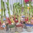 반려식물 원예아트 이미지