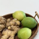 친환경 에너지 체험로 | 진저샷 효능과 만드는 법 | 커피 대신 에너지 루틴 완성 (공구예고)