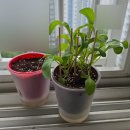 누나홀닭야당점 | 일상(방울토마토키우기, 야당 누나홀닭 후레쉬쌈닭+쫄볶이, 루메나 손풍기 후기, 운정 홈플러스 스시이...