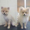 뽀송뽀송 애견미용 이미지