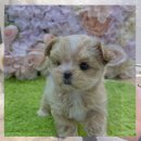 서울동물복지지원센터 동물병원(구로) | 서울 유기견보호센터 유기견파양 현실과 지역별 정보