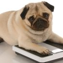 퍼스트 동물메디컬 센터 이미지