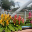 금산천1길 이미지