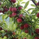 신태양농장 이미지