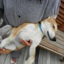 트리밍하임 이미지