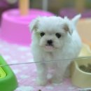 쓰담쓰담 이미지