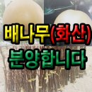 화산농원 이미지