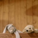 강아지 펫 헤븐 이미지