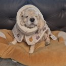 디자인도 예쁘고 기능성도 좋은 아나조이(Anajoy) 플레인 시그니처 패딩🐶