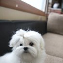 말티즈하우스 이미지