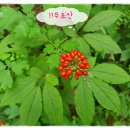 산삼반점
