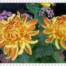 사간의향기 이미지