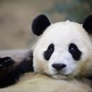 장군주먹고기 이미지